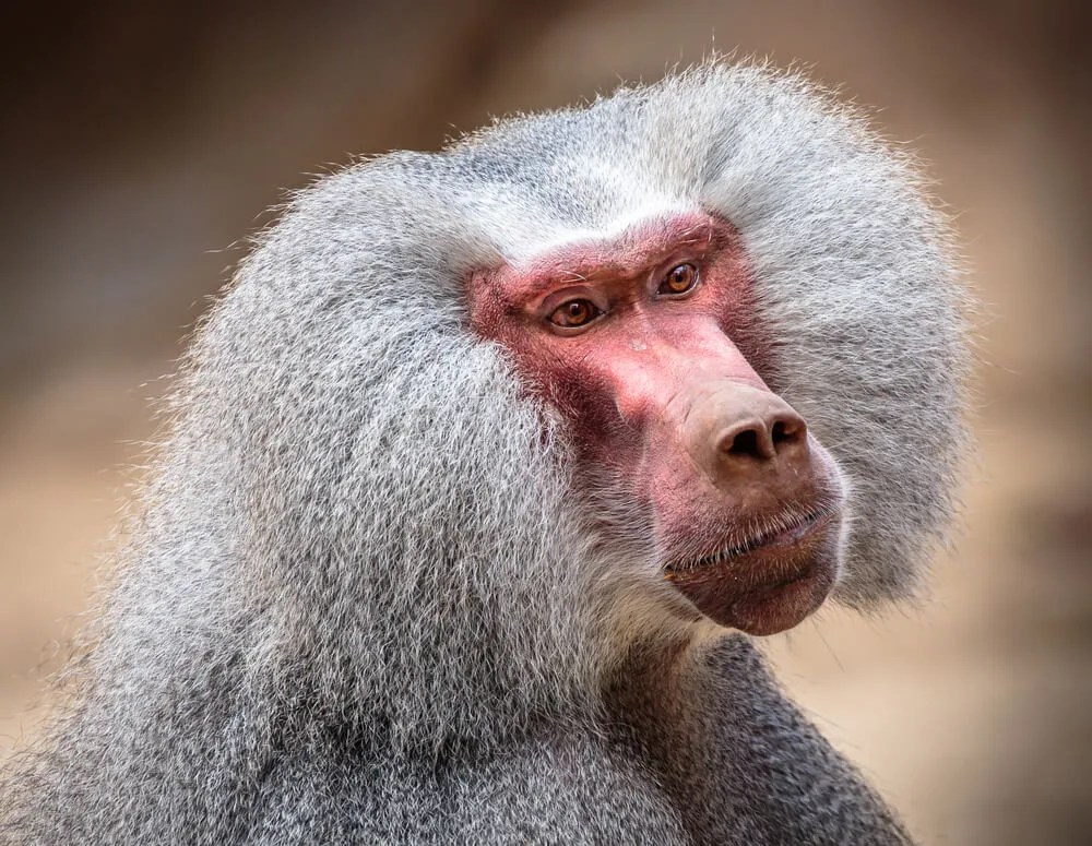 Good News Friday: Baboons, Babies, and a North Carolina Teen’s Art Could Make Google’s Home Page