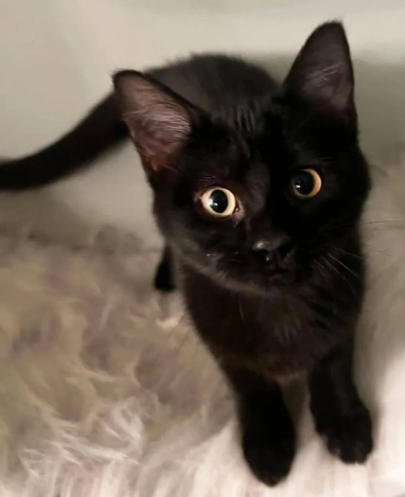 NC Black Cat Sanctuary