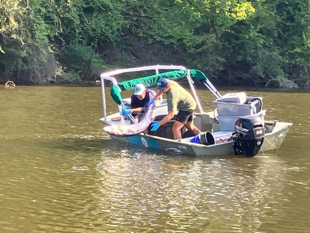 Good News Friday: Endangered 5-Foot Fish Rescued off Greenville’s Tar River