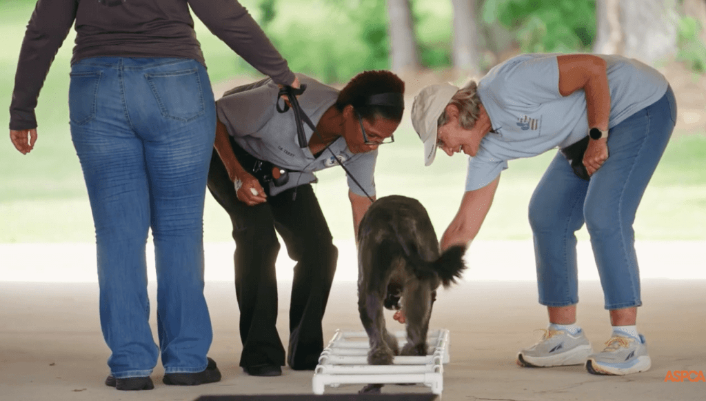Good News Friday: 2 NC women receive national ASPCA awards
