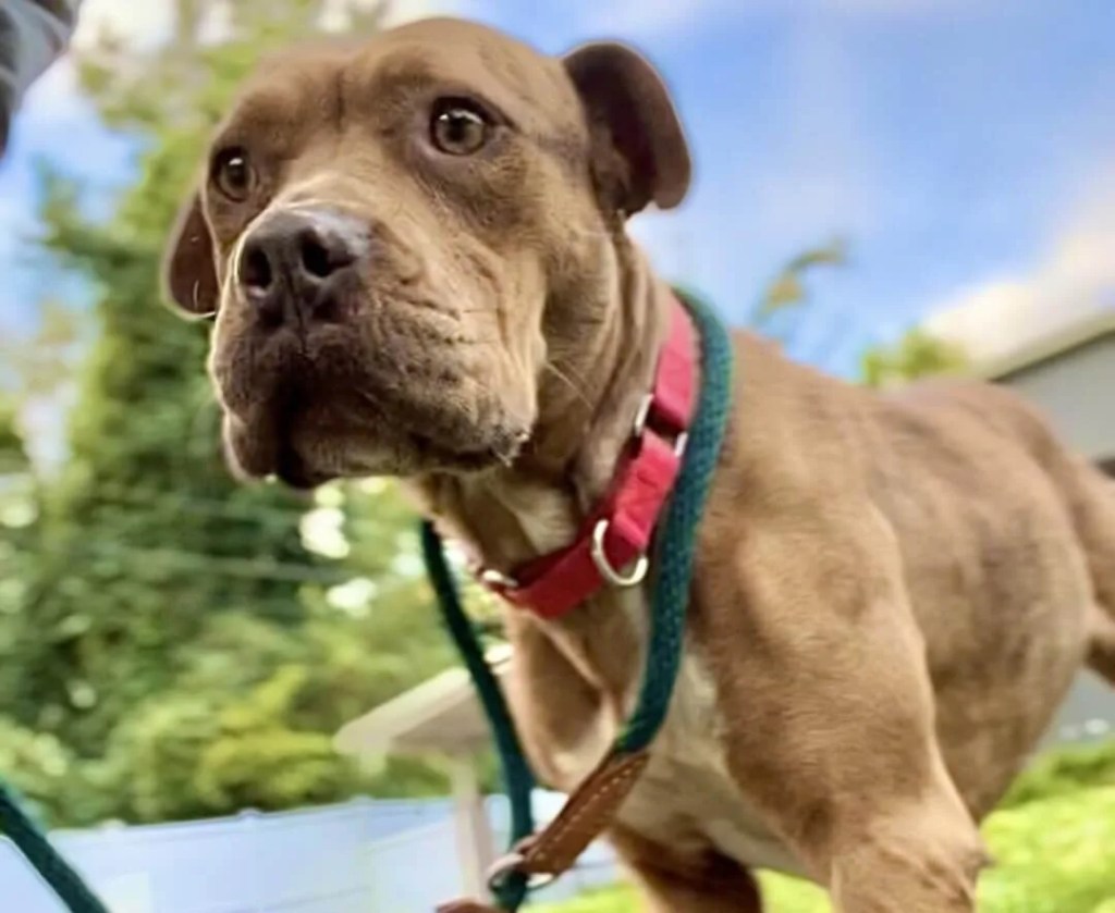Good News Friday: This NC shelter wants you to take a field trip with a rescue dog
