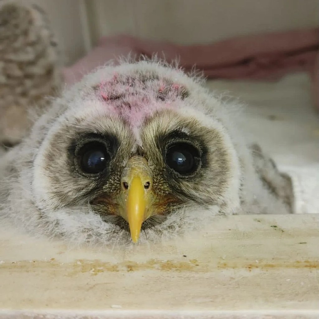 Good News Friday: Who wants to go to a baby shower for birds of prey?