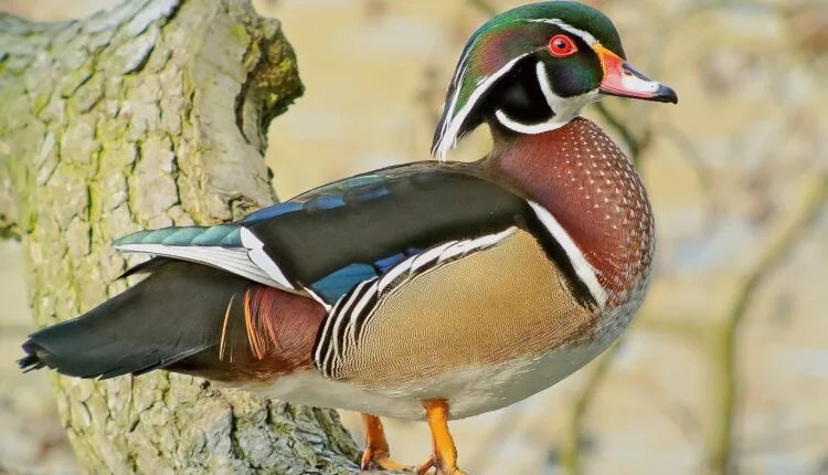 The Rare Birds That Call Roanoke River Wildlife Refuge Home