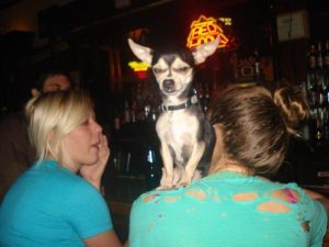 Dog Days Out: 20 Dog-Friendly Establishments In Greensboro