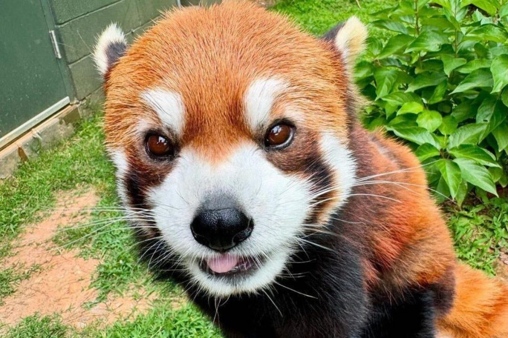 Good News Friday: This NC science center welcomes an endangered red panda