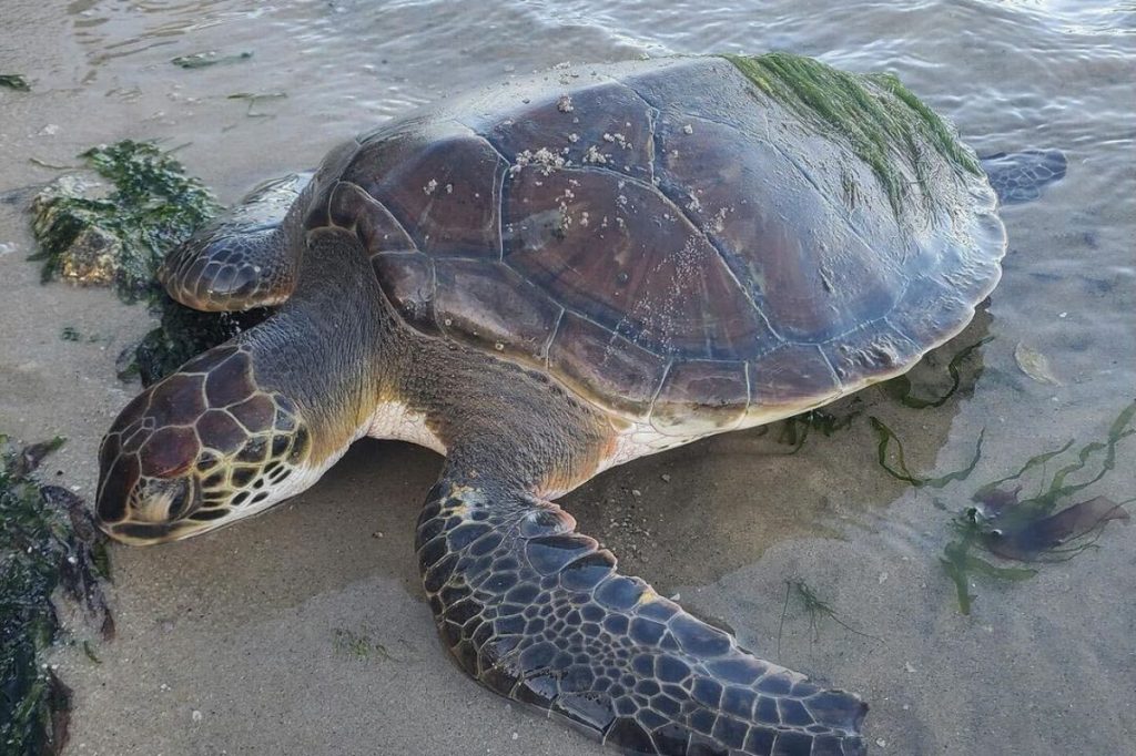 Good News Friday: It’s NC sea turtle nesting season. Meet the volunteers protecting them.