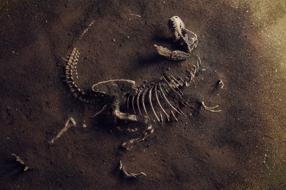 A small dinosaur - fully fossilized. 