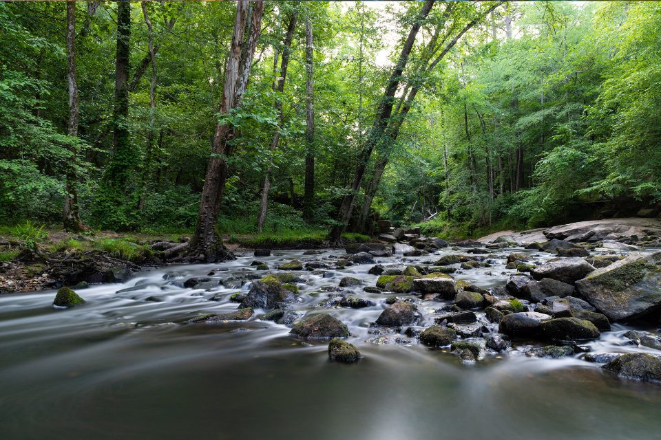 A view of the creek in the forest at William Umstead State Park.