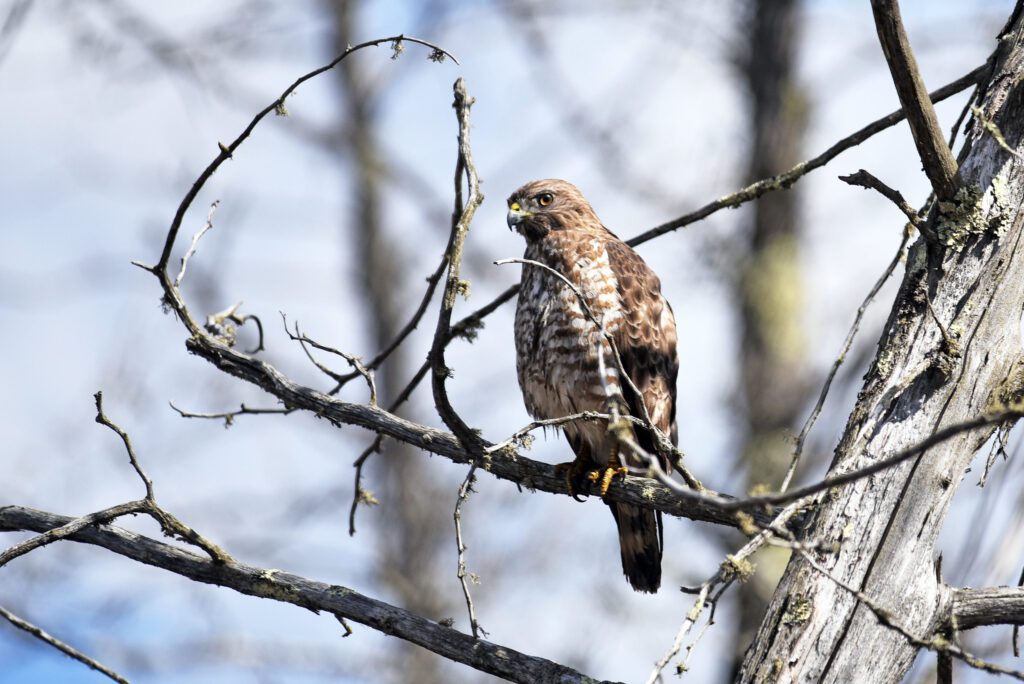 10 birds migrating through North Carolina this fall