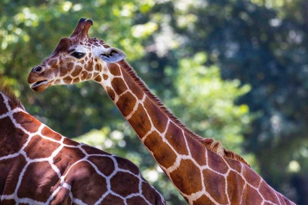 Good News Friday: The NC Zoo was voted the best in the country