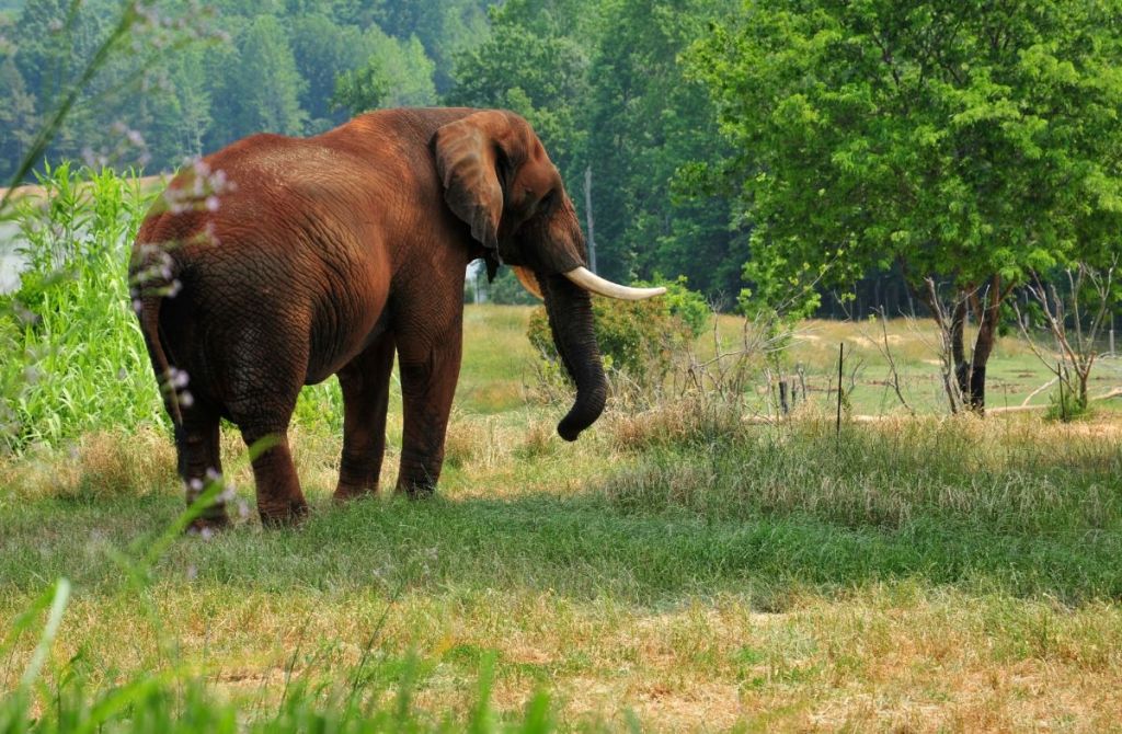 Good News Friday: You’re invited to an elephant’s birthday party