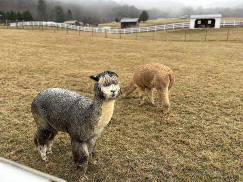 Embrace the cold at the 2025 Visit Haywood Ice Fest Weekend