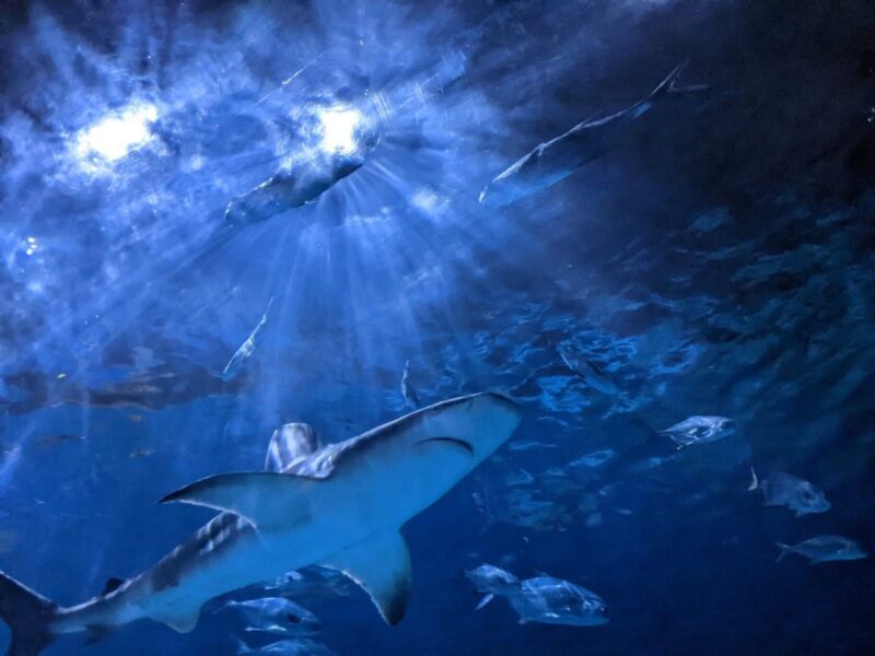 The 6 most ethical aquariums & zoos in North Carolina