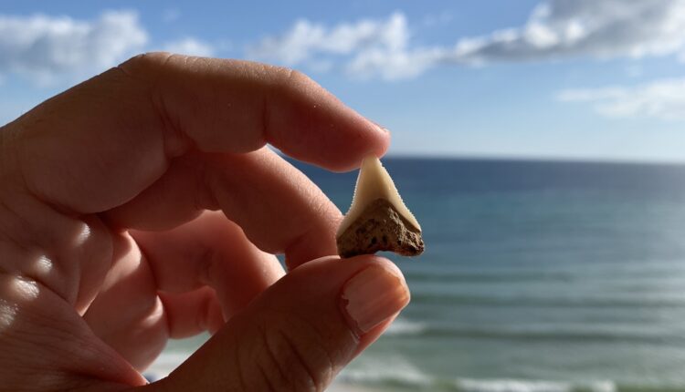 8 best spots to hunt for shark teeth in North Carolina