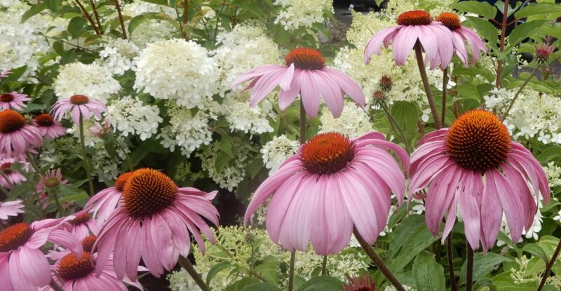 9 North Carolina flower festivals in 2025