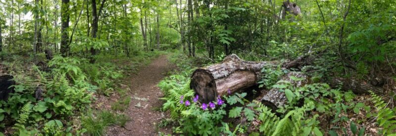 Forest bathing & more: 6 places in North Carolina that help you reach a state of zen