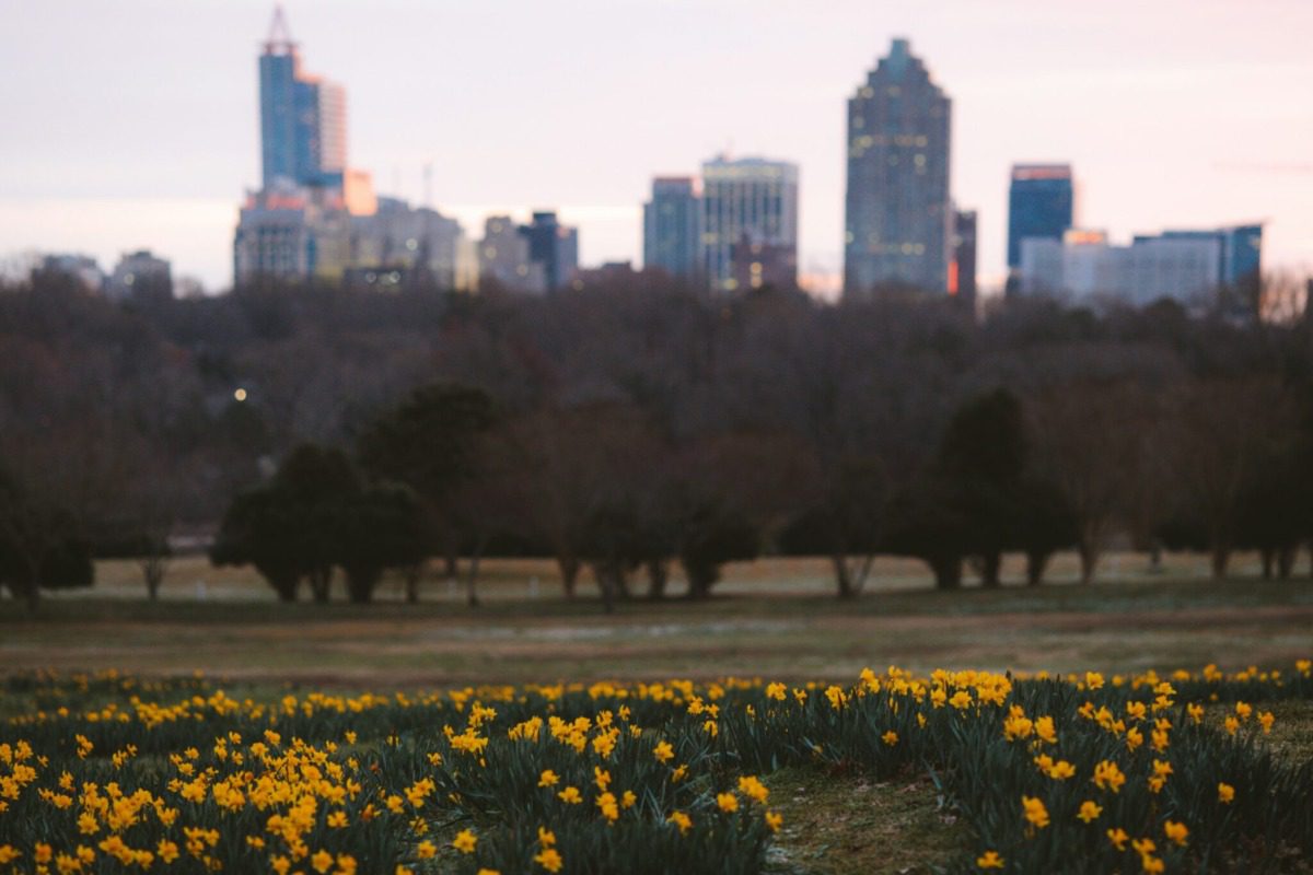 yellow flowers against the backdrop of the raleigh skyline and dorothea dix park