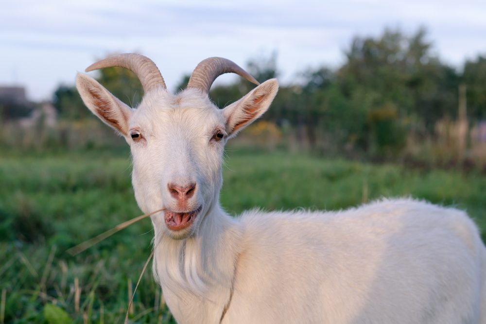Good News Friday: How hungry goats gave North Carolina’s Dix Park a makeover