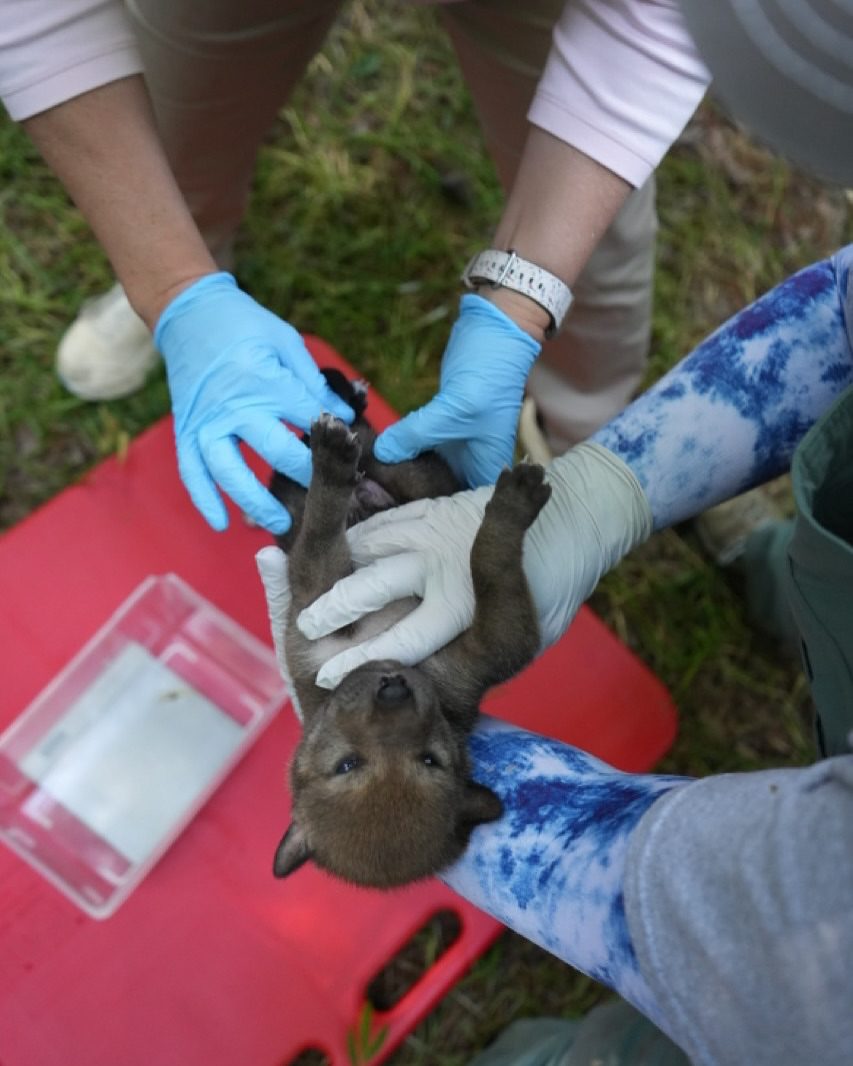 Red Wolf Pups in North Carolina