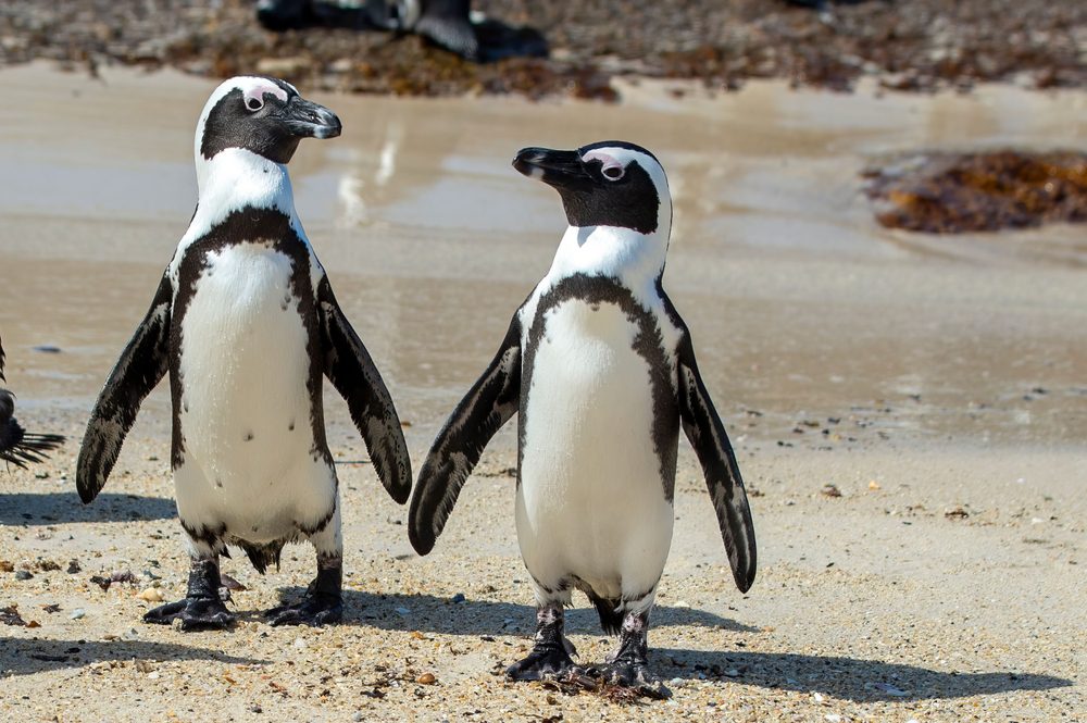 Good News Friday: A new home for endangered penguins