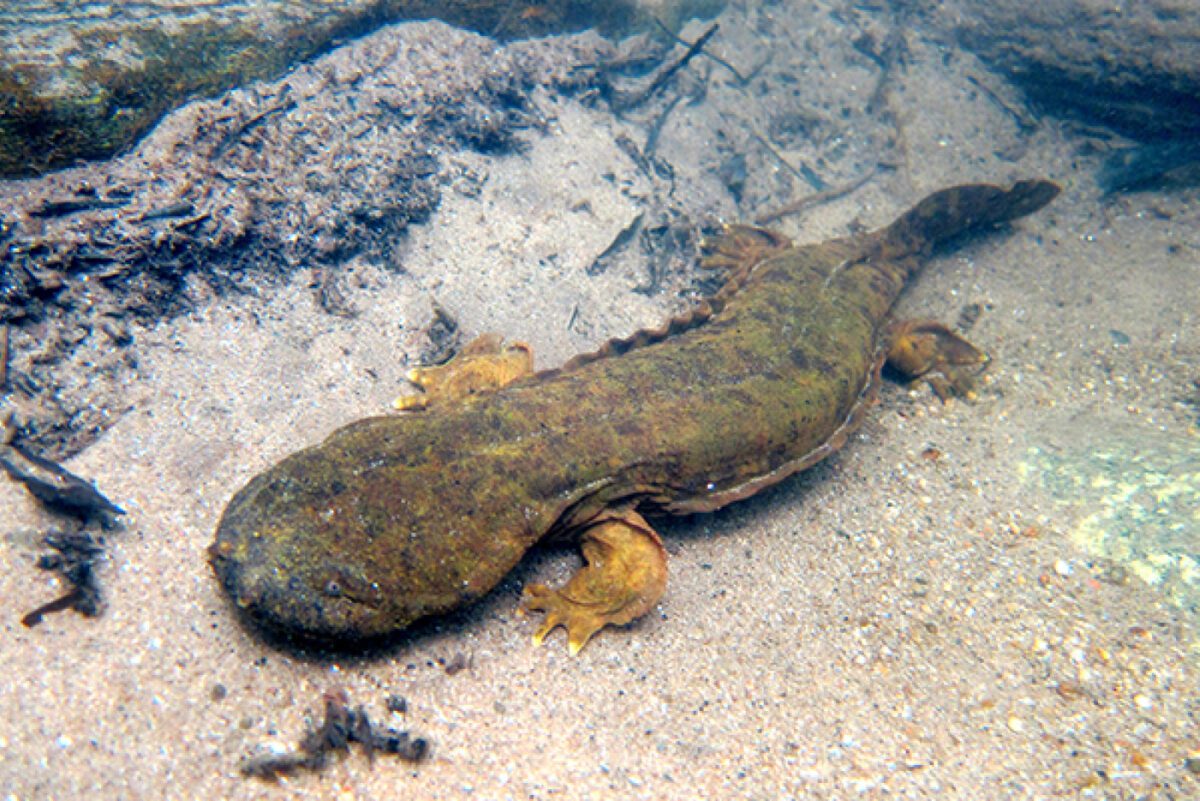 Hellbender Salamander