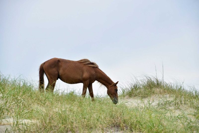 wild horses of corolla can handle hurricane erin by using tactics they've been using for years