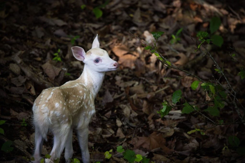 Good News Friday: Rare white fawn born near the North Carolina Zoo