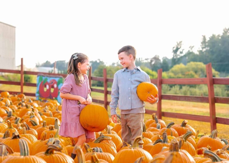 Much like Christmas trees and garland during the holidays, pumpkins are a staple in many households during the fall season.