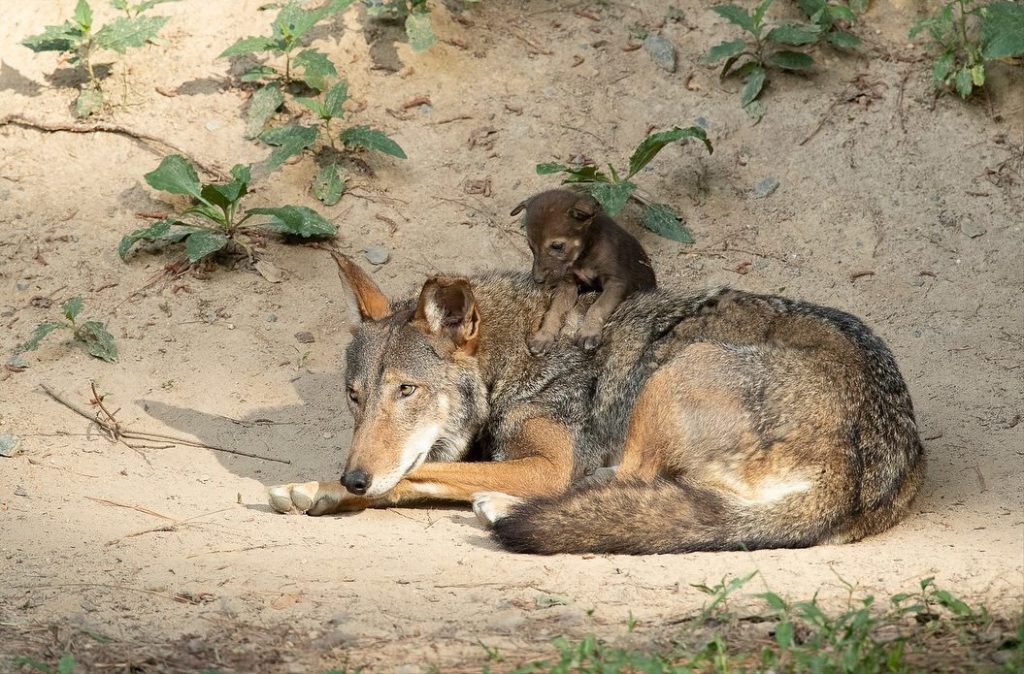 Good News Friday: Endangered red wolves find new home in Durham