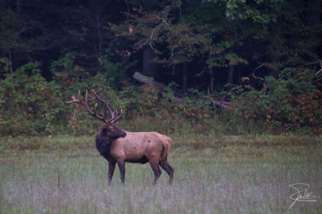 Maggie Valley elk gets help after becoming tangled in a toddler swing