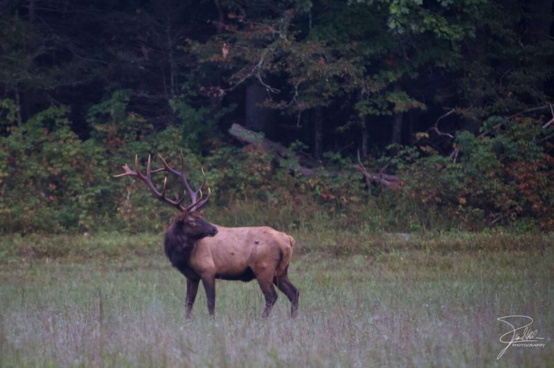 On November 28, Maggie Valley residents spotted an elk with a toddler’s swing stuck in its antlers.