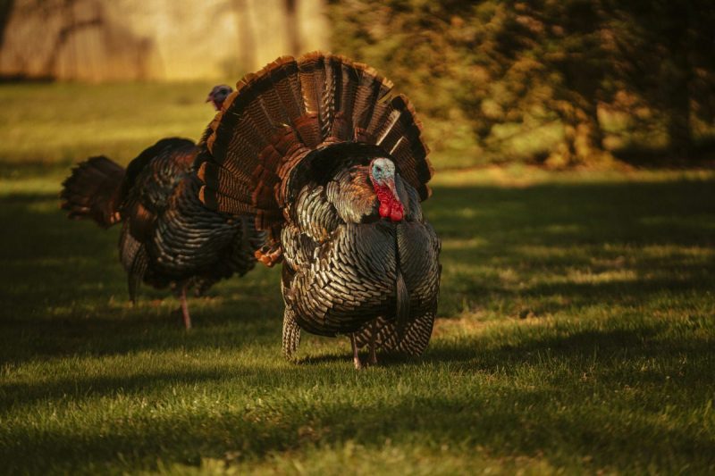 Your Thanksgiving meal might have come from NC
