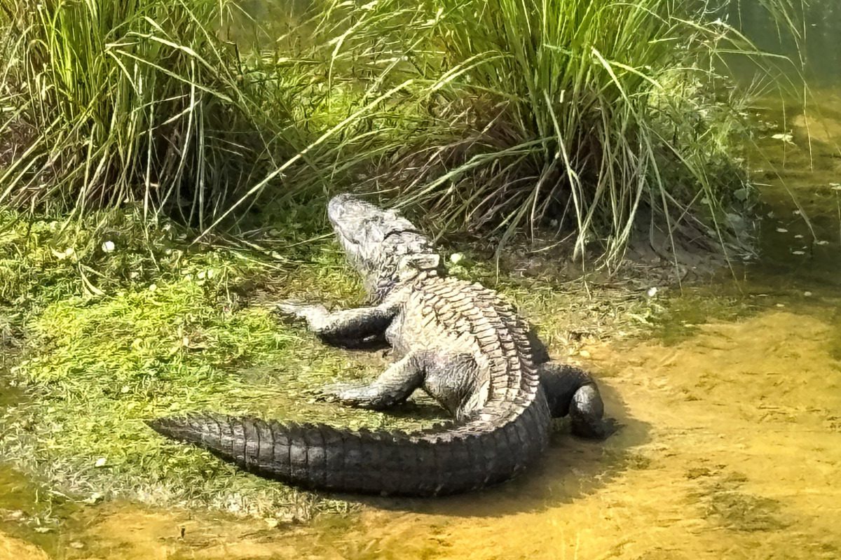 How Trump's Endangered Species Act rollback could impact NC