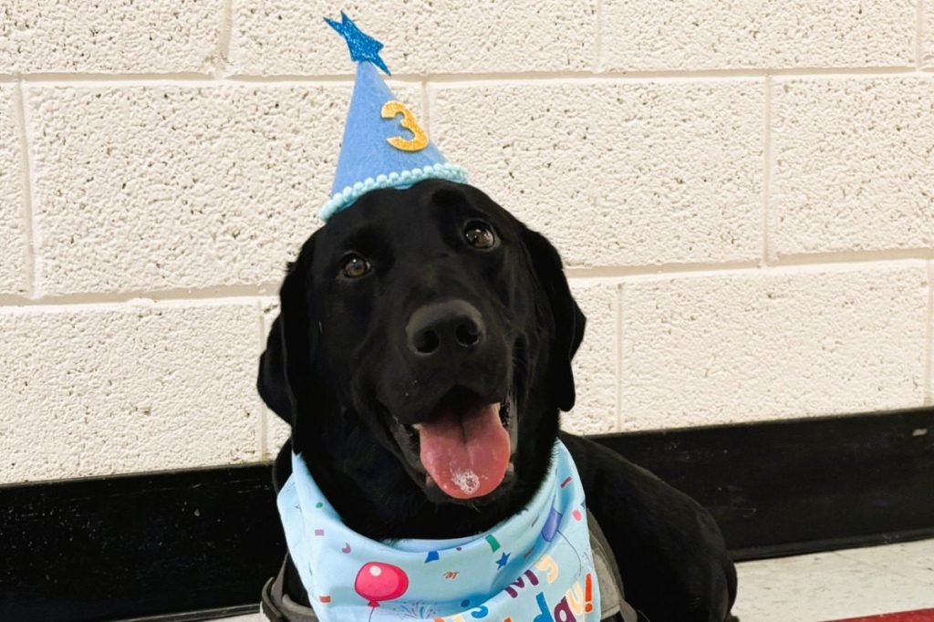 Good News Friday: North Carolina police dog celebrates birthday with a cold dip