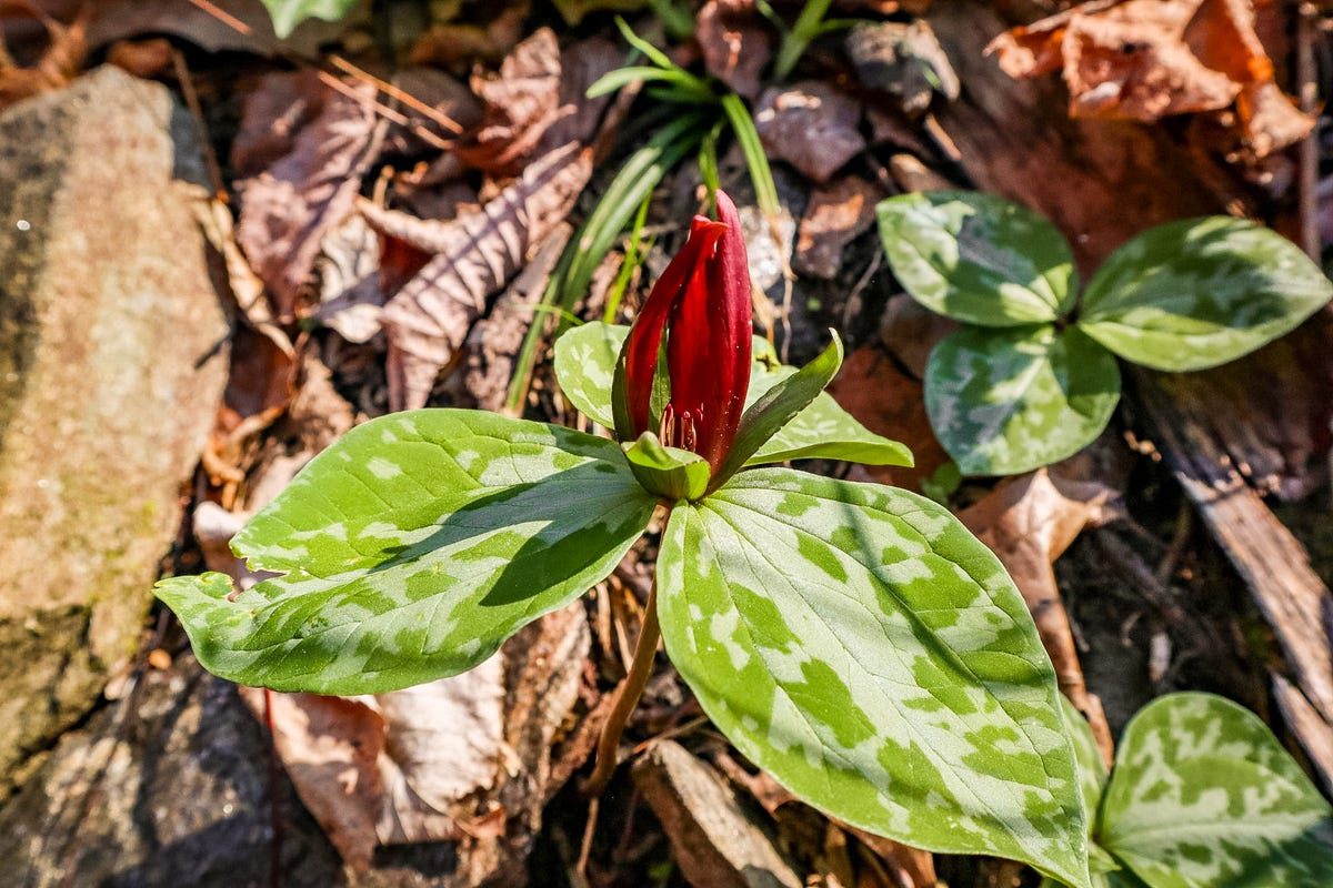 Western North Carolina artist conserves 62 acres near Green River Game Land