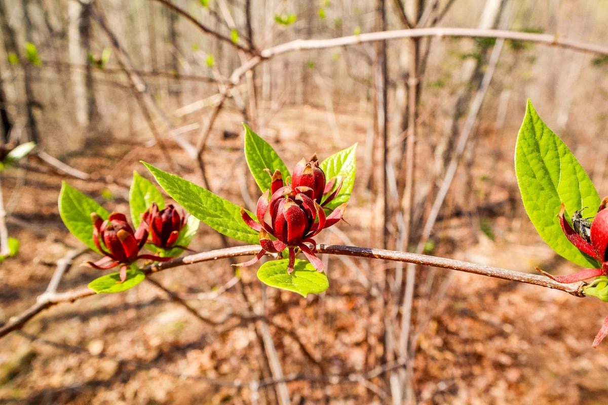 Western North Carolina artist conserves 62 acres near Green River Game Land