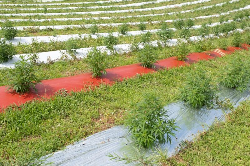 Opinion: On marijuana, North Carolina needs to join the 21st century